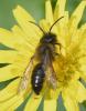 Andrena sp.